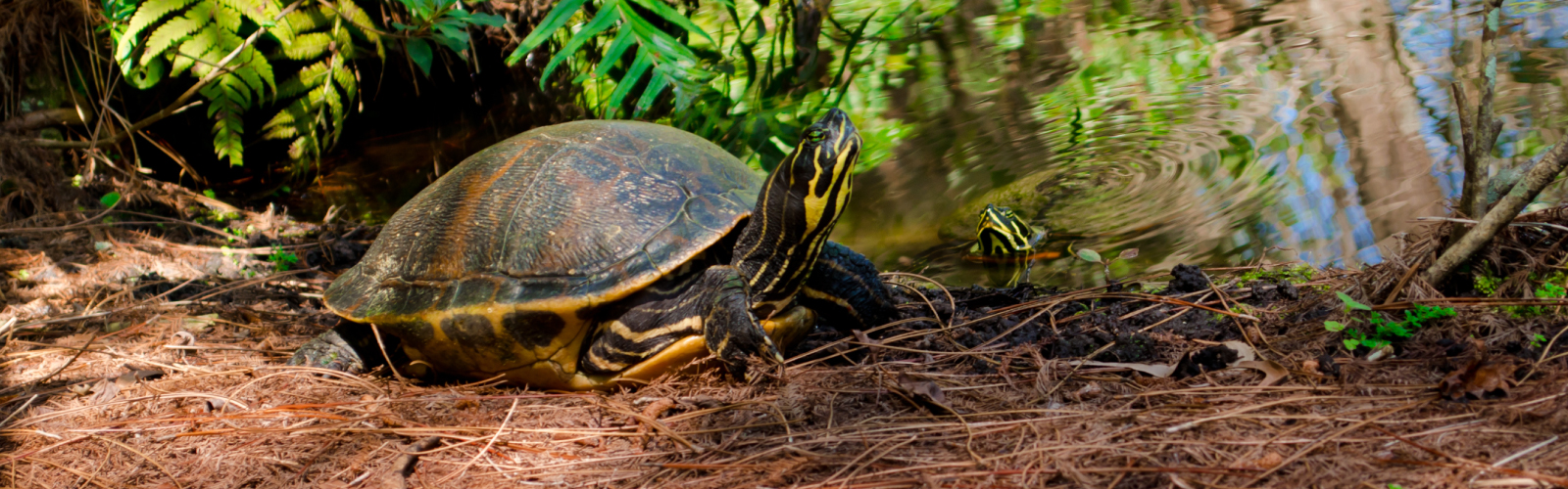 Turtles